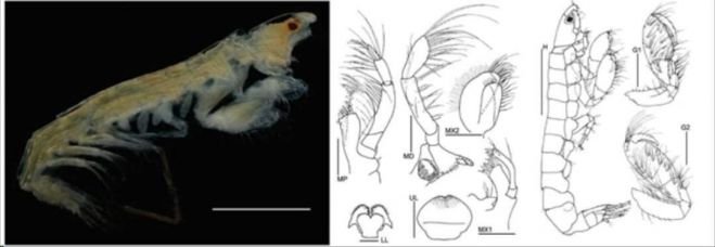 Nueva especie de crustáceo descubierto en la plataforma de Yucatán 