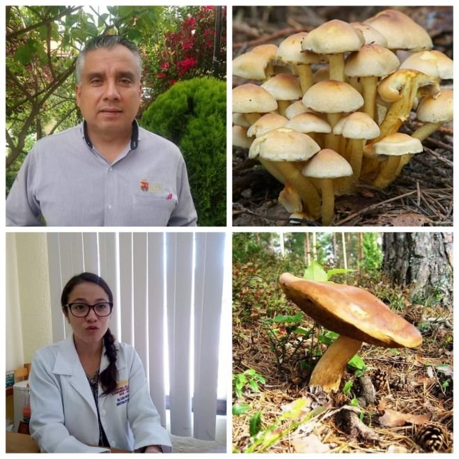 Advierten Ayuntamiento de San Cristóbal de Las Casas y Distrito de Salud II sobre consumo de hongos silvestres