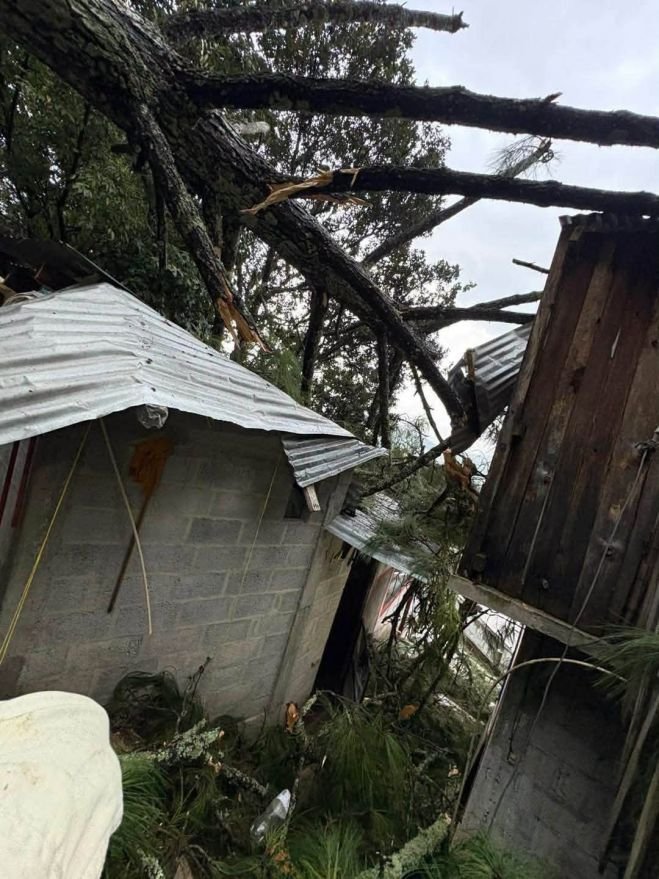 Retiran &aacute;rbol de 30 metros que cay&oacute; sobre una vivienda 