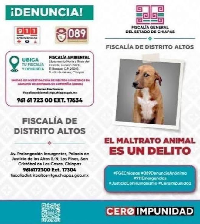 Dirección de Ecología atiende denuncia ciudadana por presunto maltrato animal