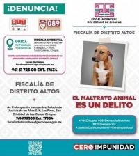 Direcci&oacute;n de Ecolog&iacute;a atiende denuncia ciudadana por presunto maltrato animal