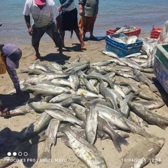 COMO UN “MILAGRO”, PESCADORES DE ALVARADO CAPTURAN TONELADAS DE ROBALO