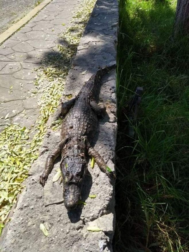 Encuentran cocodrilo muerto en el arroyo Navajuelo en San Cristóbal de Las Casas 