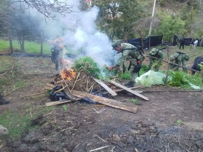 En Huixt&aacute;n localizan y destruyen un plant&iacute;o de marihuana