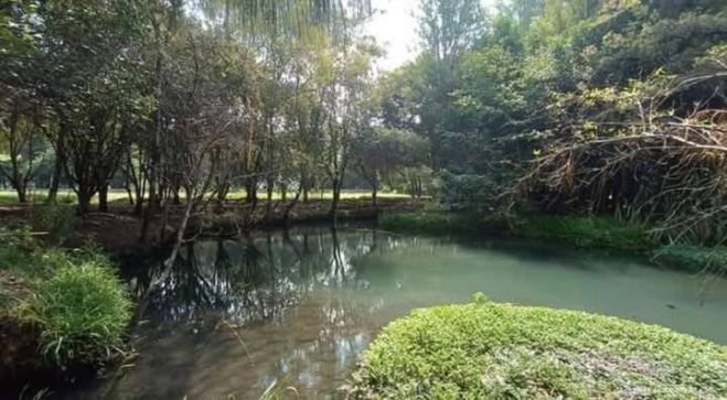 Universidad Intercultural de Chiapas impulsa reforestación y talleres ecológicos