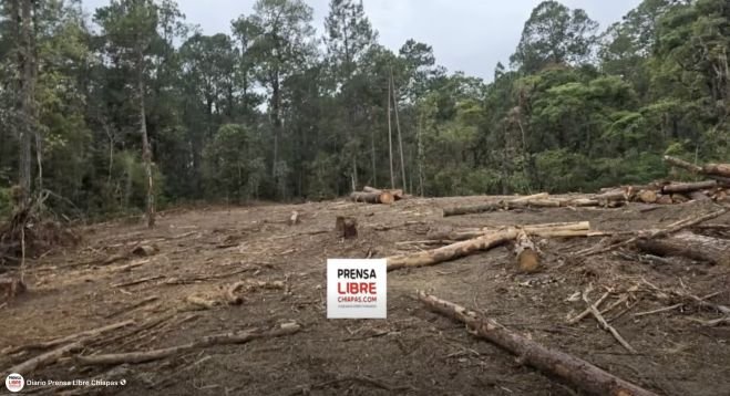 Indígenas de Huixtán denuncian ecocidio 