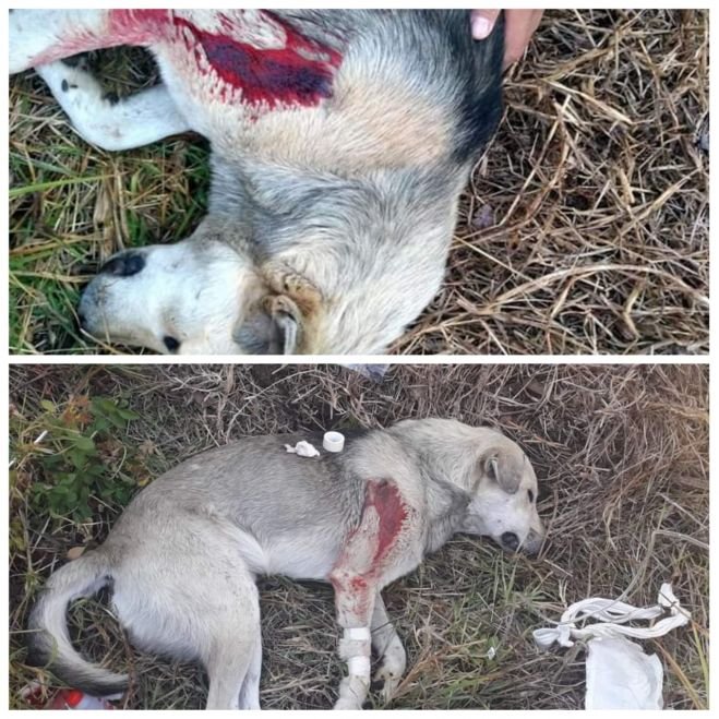 En San Crist&oacute;bal matan de un balazo  a  un perro callejero