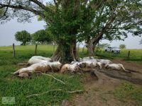 Atiende Gobierno de Chiapas siniestro por muerte de 14 bovinos tras ca&iacute;da de rayo en Pichucalco
