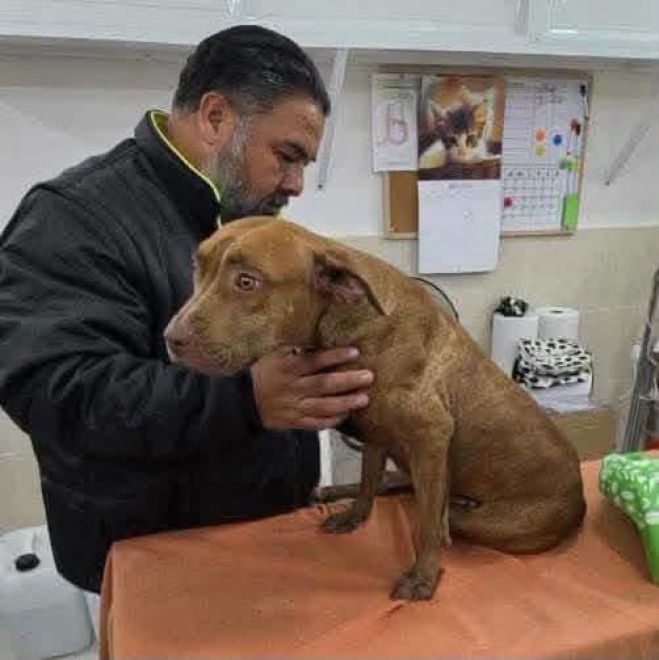 CECAM brinda atenci&oacute;n m&eacute;dica a canino rescatado tras incidente vial en San Crist&oacute;bal