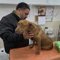 CECAM brinda atenci&oacute;n m&eacute;dica a canino rescatado tras incidente vial en San Crist&oacute;bal