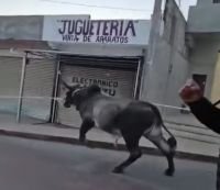 Inicia Carnaval de Chamula con suelta tradicional de toros