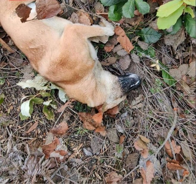 Envenenan a perritos en el municipio de Zinacantán