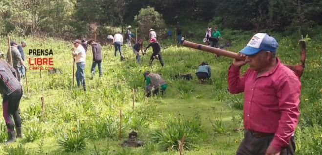 Exitosa campaña de reforestación en la Cuenca Hidrográfica 