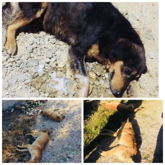 Autoridades municipales ordenan exterminar perros en Teopisca