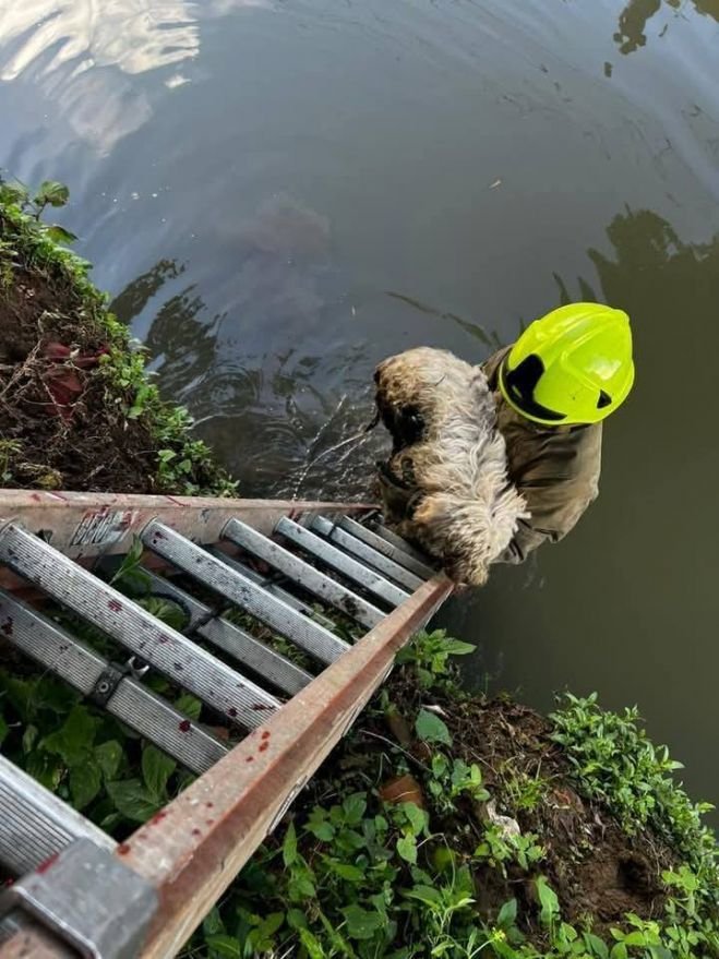 Central de Bomberos de San Cristóbal rescata a perrito en el río prolongación 1ro de Marzo