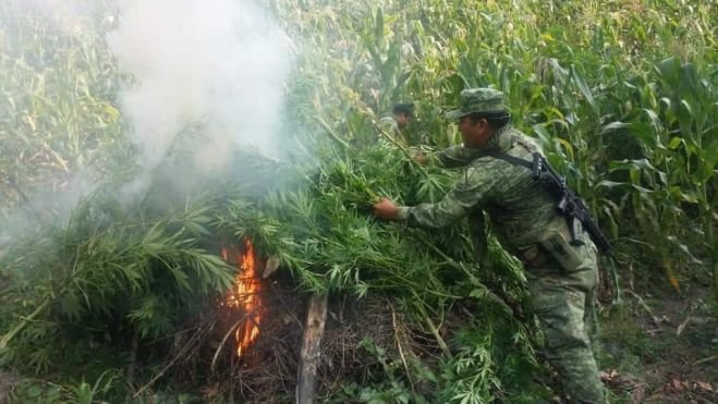 Destruyen plant&iacute;os de Mariguana