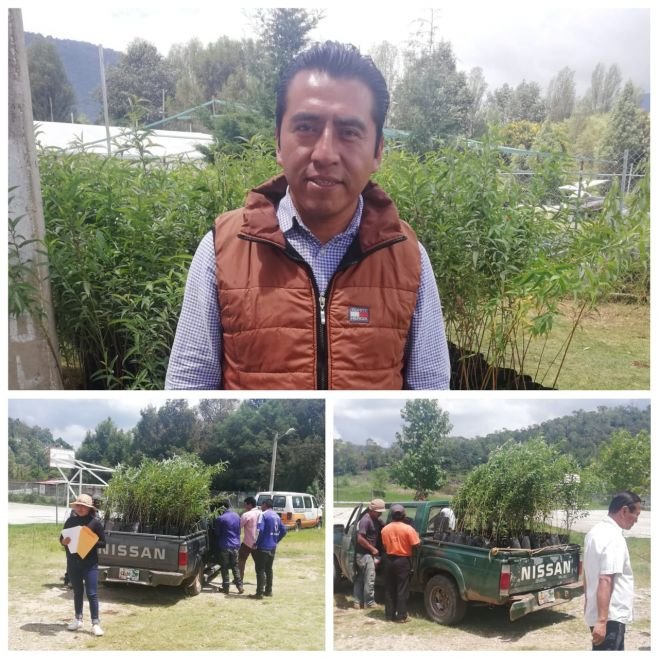 Entregan tres mil &aacute;rboles frutales a comunidades ind&iacute;genas de San Crist&oacute;bal