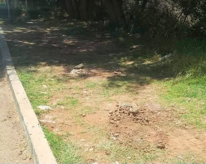 Arrancan &aacute;rboles sembrados durante jornada de reforestaci&oacute;n en Cuxtitali