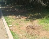 Arrancan &aacute;rboles sembrados durante jornada de reforestaci&oacute;n en Cuxtitali