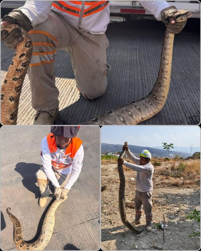 Localizan dos boas en #TuxtlaGutiérrez se encontraban al interior de las casas.