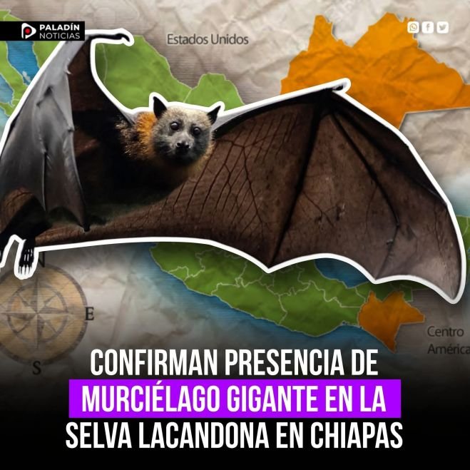 Confirman presencia de murciélago gigante en la Selva Lacandona en Chiapas