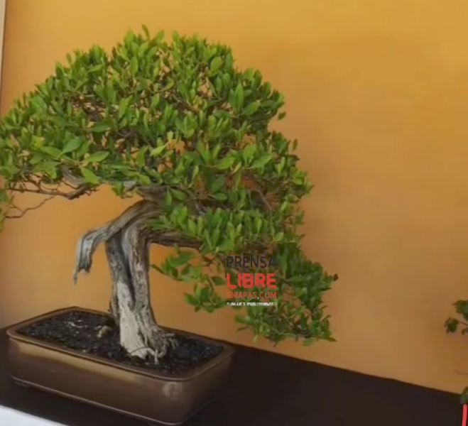 Delicado arte del Bonsái y Suiseki se exhibe en San Cristóbal