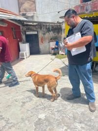 Rescatan a canino v&iacute;ctima de maltrato en San Ram&oacute;n