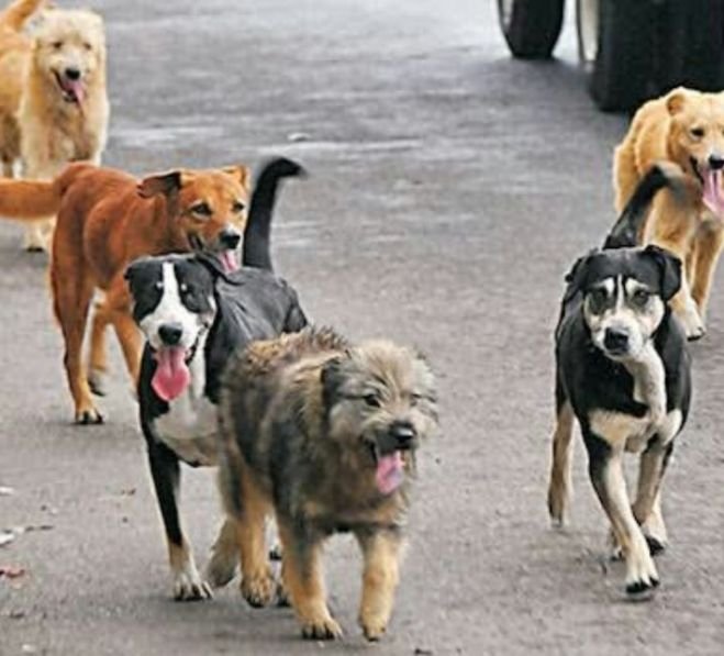 No hay incremento de perros callejeros en San Crist&oacute;bal: Cecam