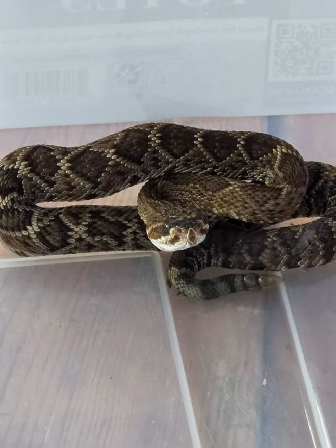 Hallan serpiente de cascabel dentro de una vivienda en San Crist&oacute;bal