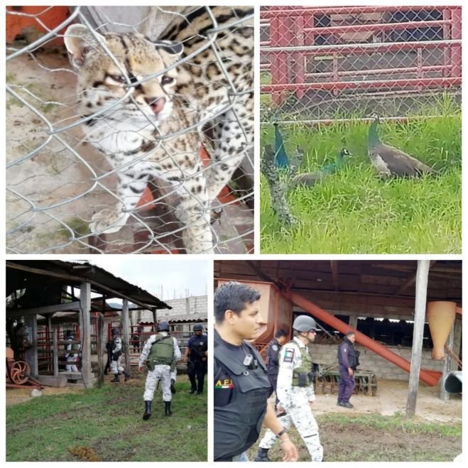 Catea Fiscal&iacute;a inmueble en Ocosingo; hay dos personas detenidas y animales ex&oacute;ticos asegurados