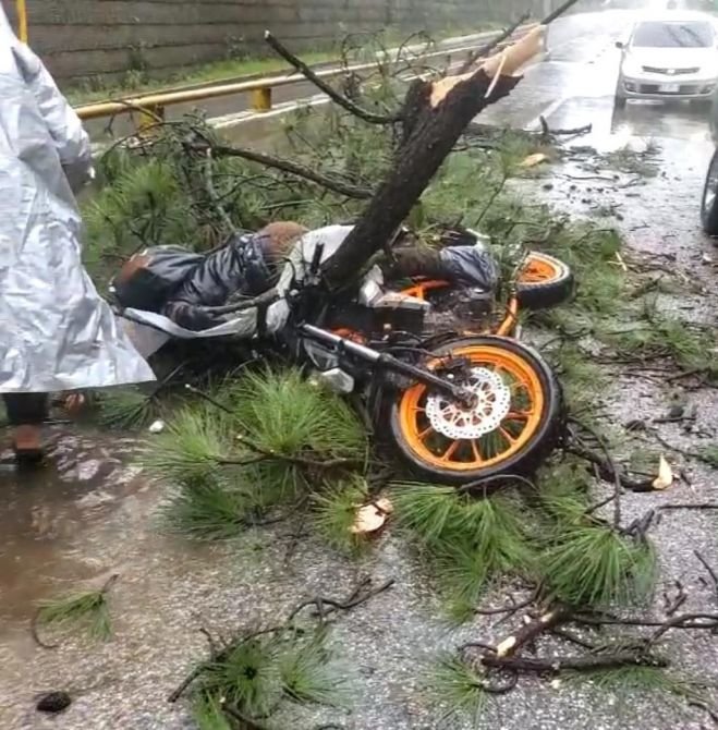 Motociclista muere al ser aplastado por un árbol