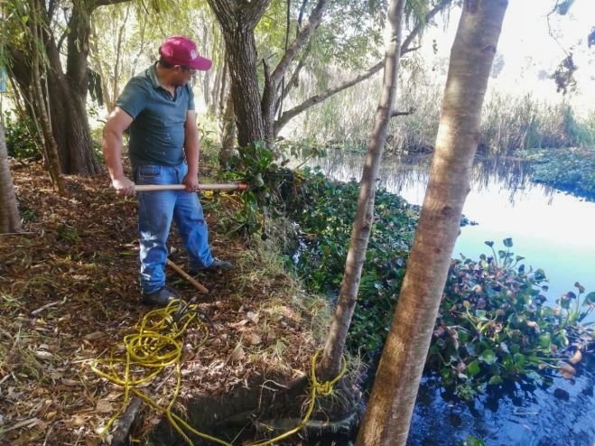 Retiran lirio acu&aacute;tico del manantial La Kisst para proteger humedales