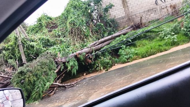 Lluvias y fuertes vientos derriban árbol y cables en Quinta San Martín
