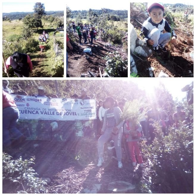 En la recta final Campa&ntilde;a de Reforestaci&oacute;n del Comit&eacute; de Cuenca del Valle de Jovel