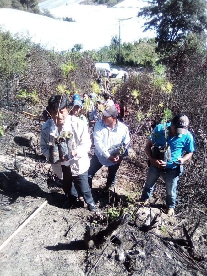 Reforestan de manera simult&aacute;nea dos predios en la Rancher&iacute;a Huitepec los Alcanfores 
