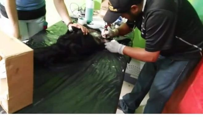Se realizan 400 cirugías en la Cuarta Campaña de Esterilización en San Cristóbal de Las Casas 
