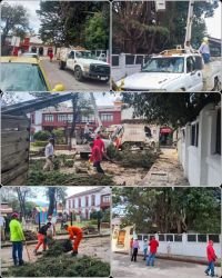Retiran árbol de alto riesgo en San Francisco