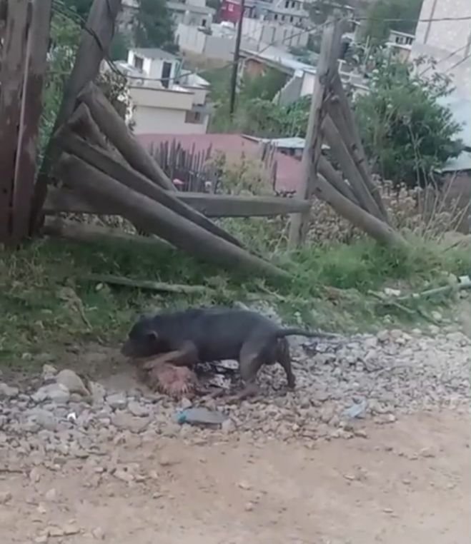 Alerta en colonia de San Cristóbal por perro agresivo suelto